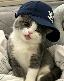 Aesthetic