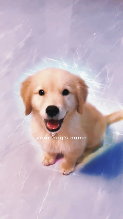 MODÈLE DE CHIEN