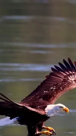 Eagle