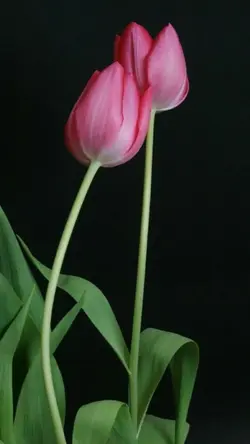 Running toward bette