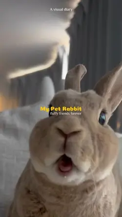 My pet rabbit