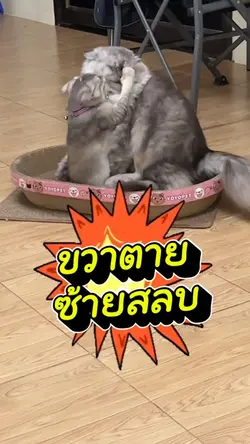 มวยแมว
