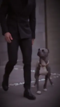 Dog Chains 