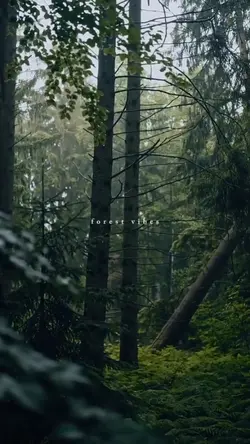 forest vibes