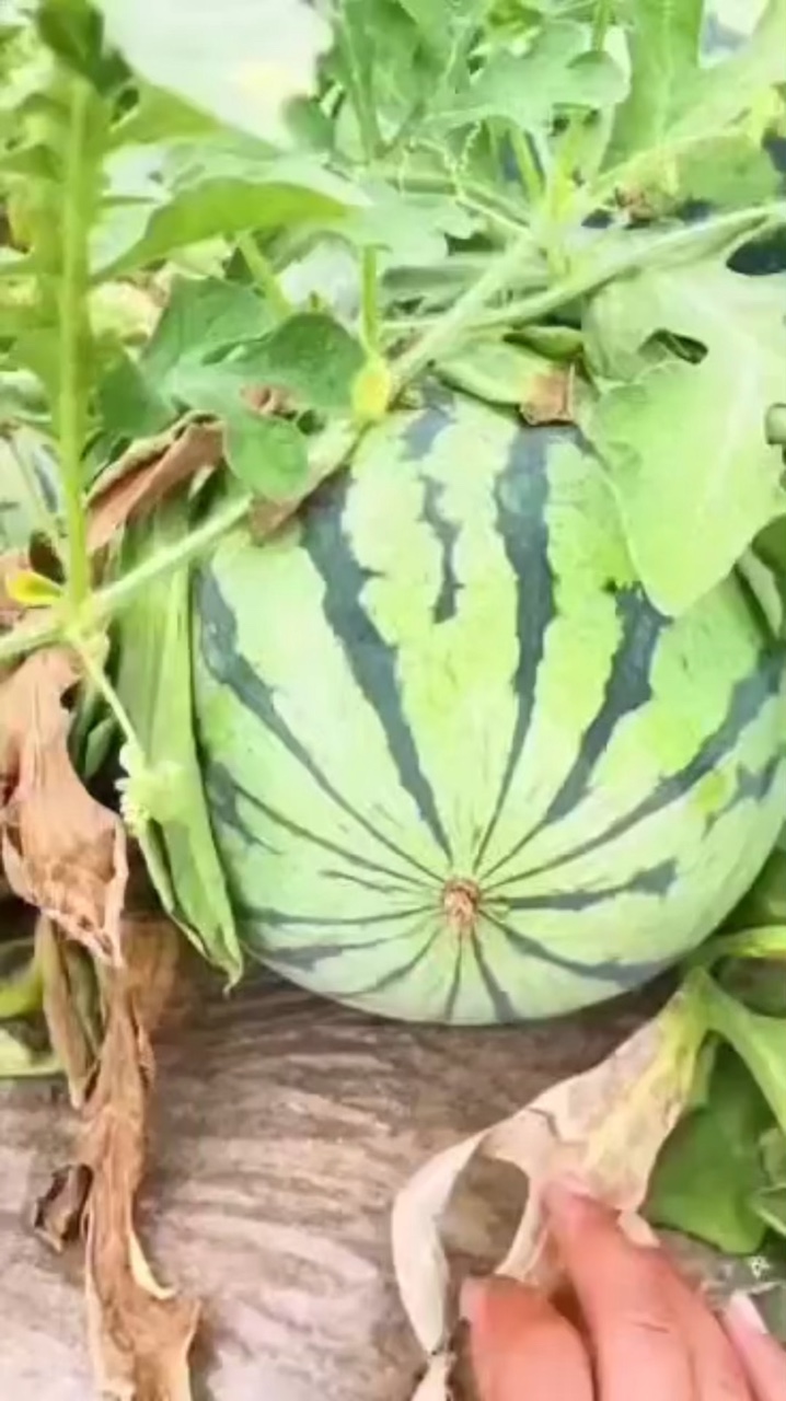 Watermelon effects 