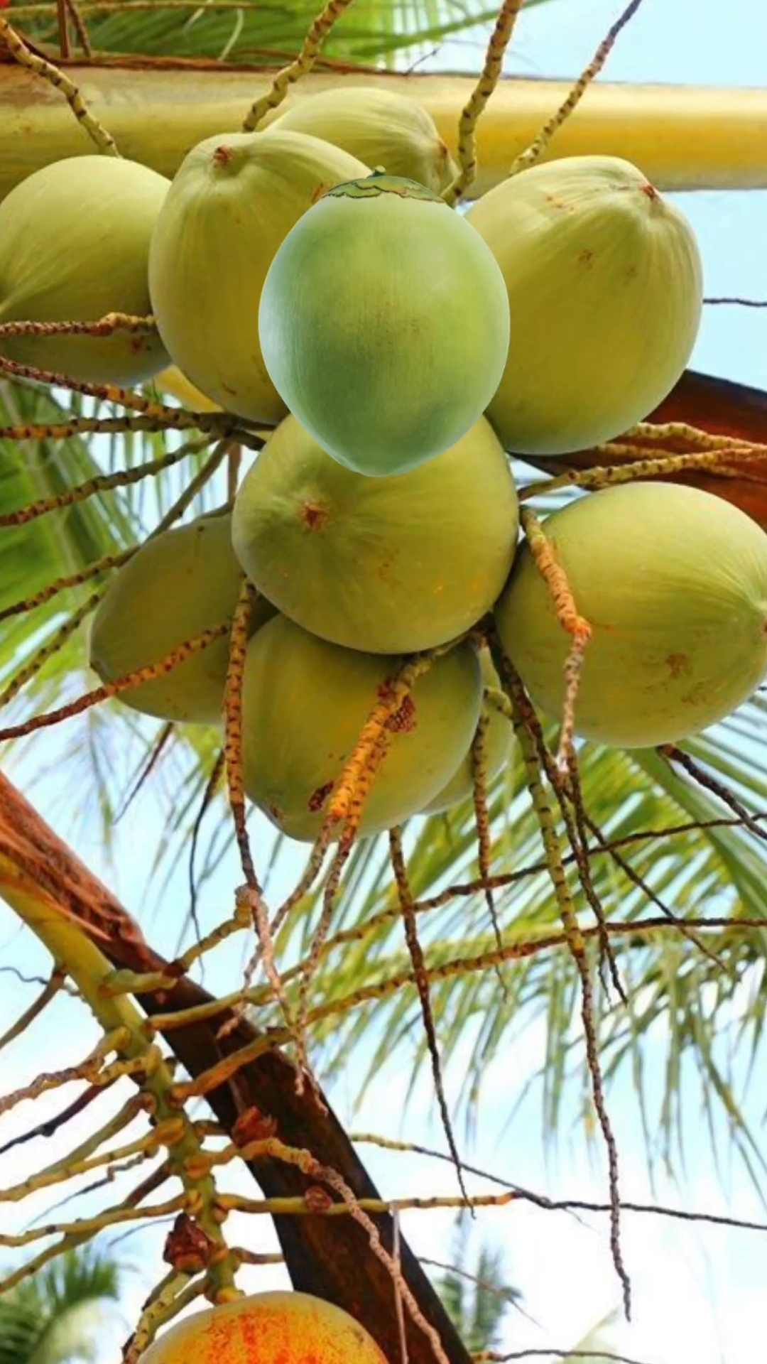 NOUVEAU MAÎTRE NOIR