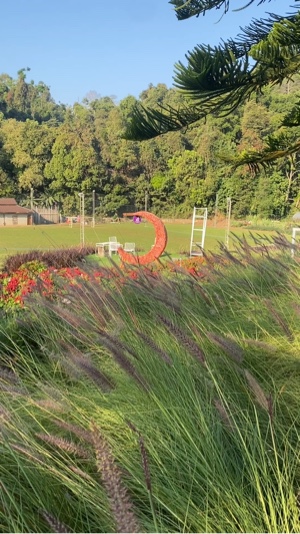 Flor de jardim