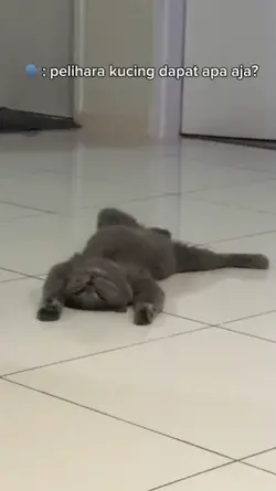 pelihara kucing