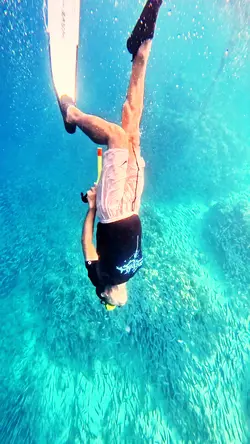 Dive with sardines