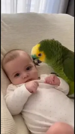 vídeo engraçado 