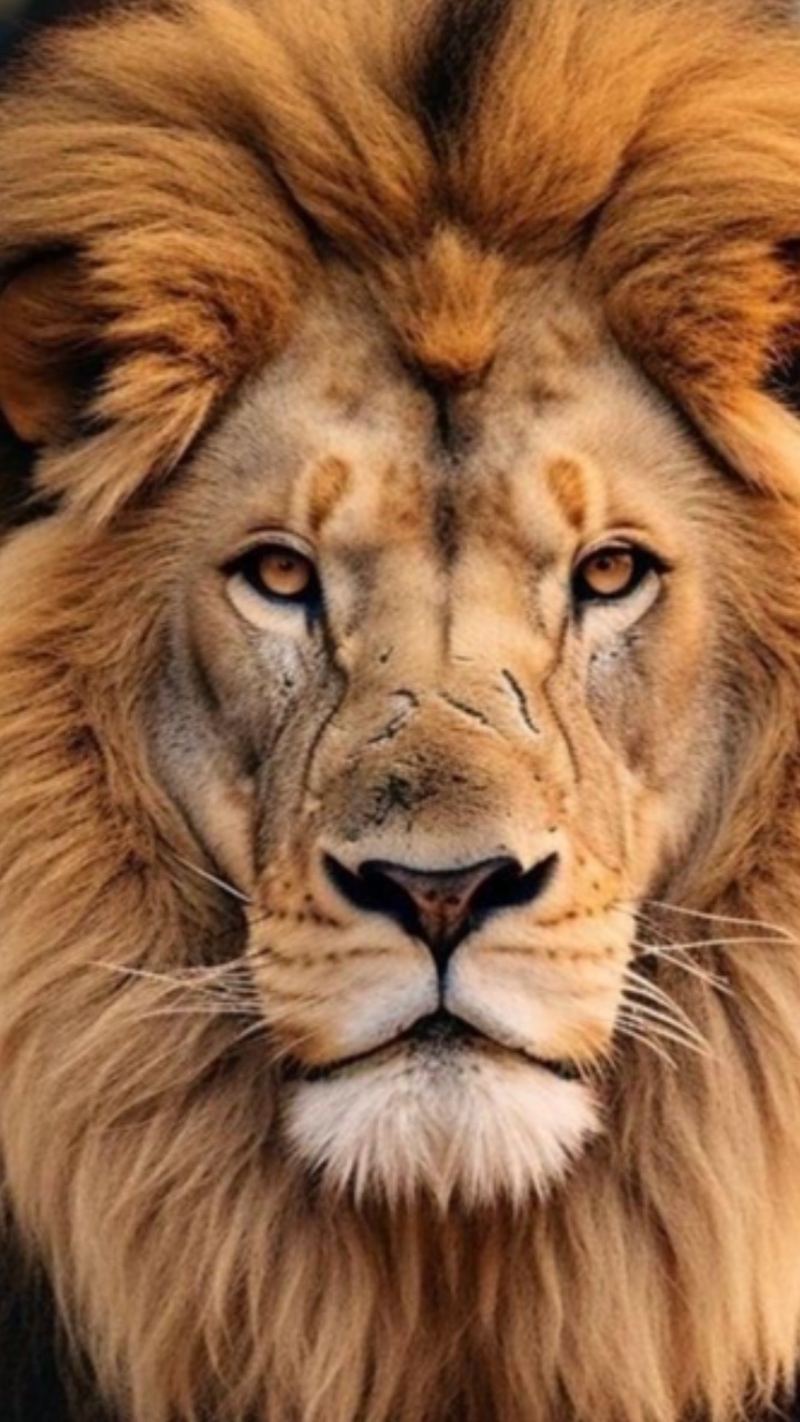 Tigres de lomo 
