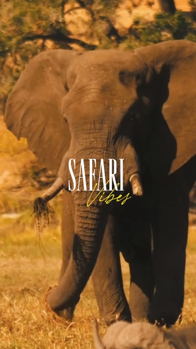 Safari vibes 