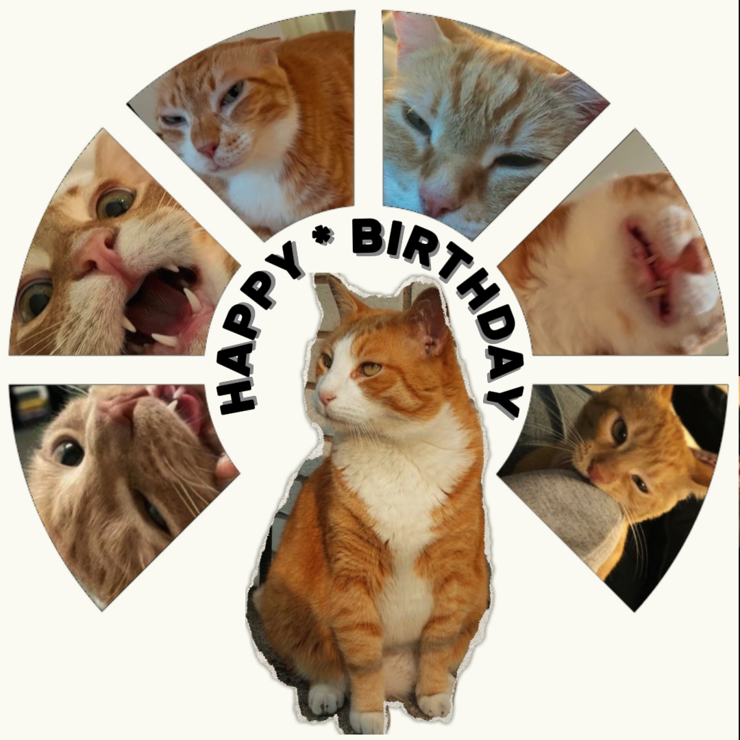 ULANG TAHUN KUCING