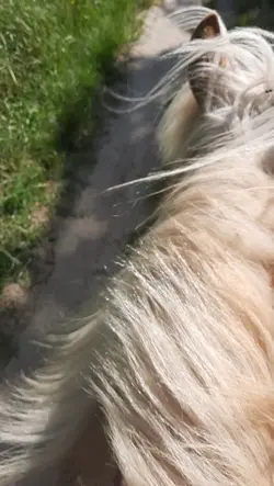 slomoo