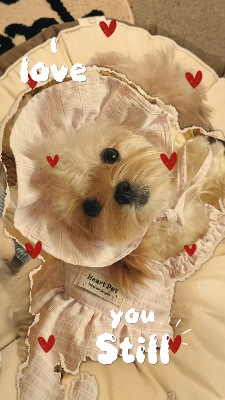 Recorte do meu cachorro 🍓