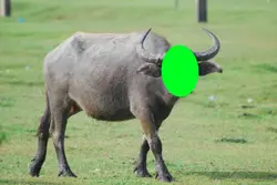 ควายตัวใหญ่