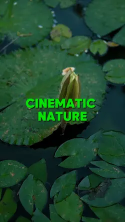 CINEMATIC NATURE
