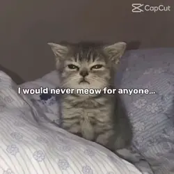 meow