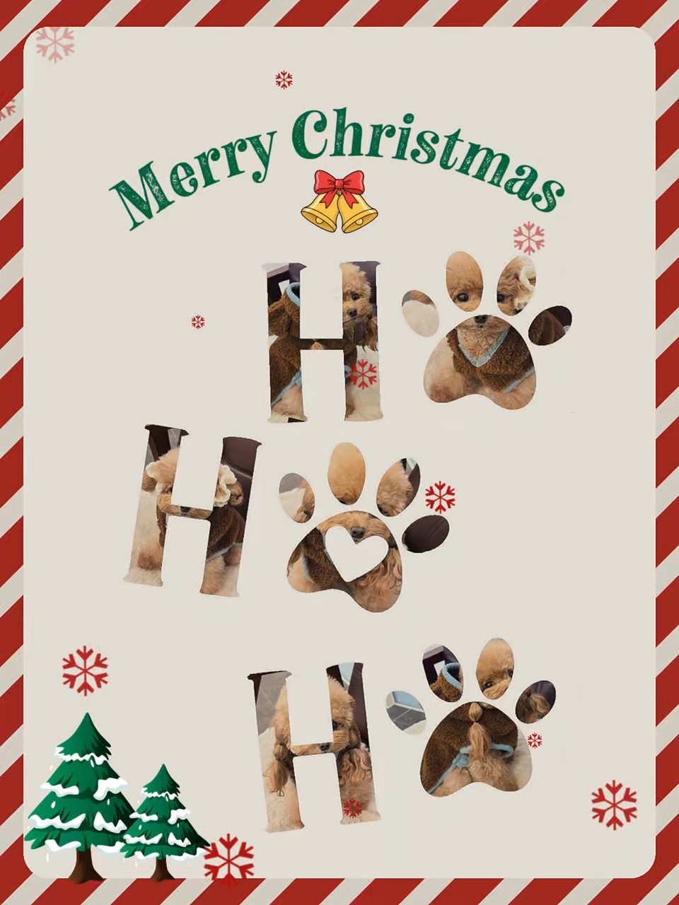 Navidad para mascotas 🎄