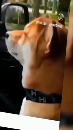 แบบน้องหมา