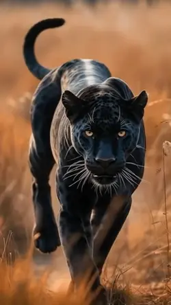 Black panther 