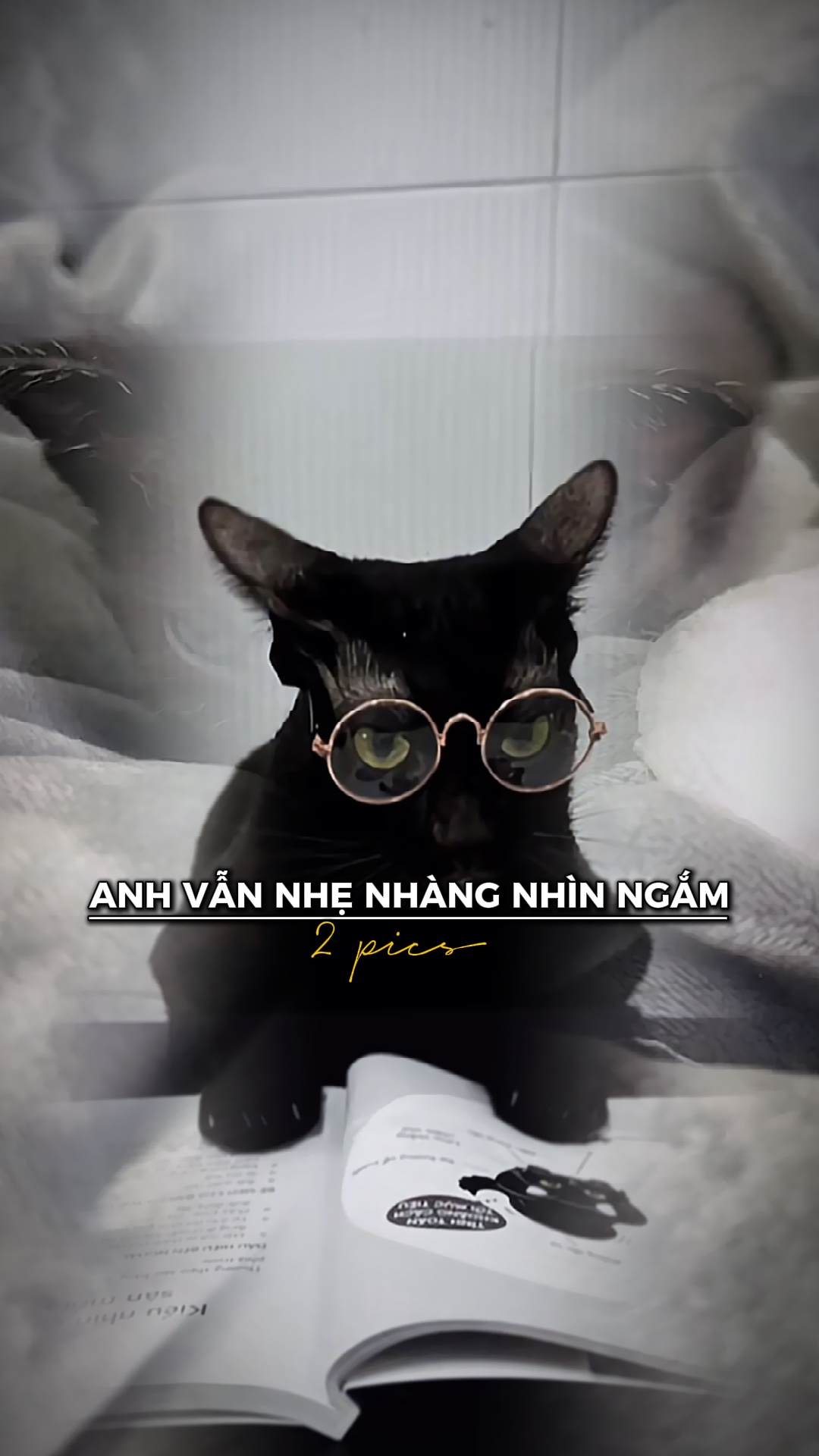 Trend Chó Mèo - Anh 