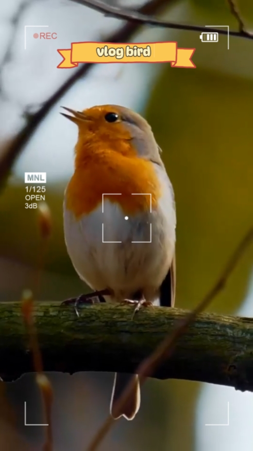 62. vlog kuşu