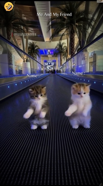 Chat mignon