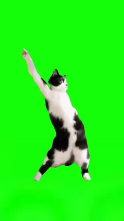 Dancing Cat