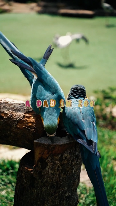 Un día en el zoológico