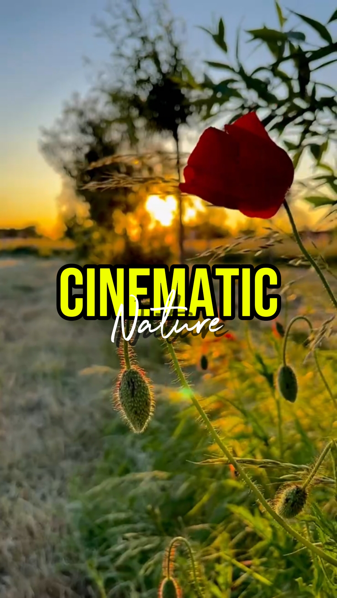 CINEMATIC NATURE