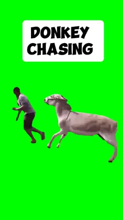 DONKEY CHASING