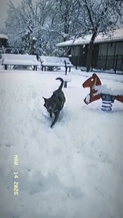 snow dog
