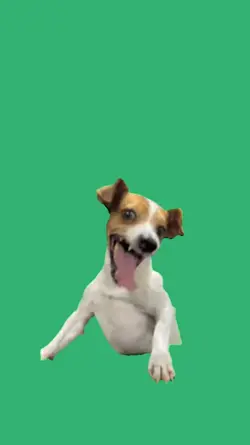 laughing dog