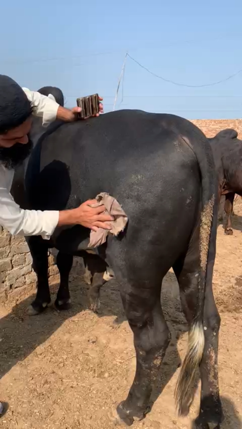 MashAllah cute bull