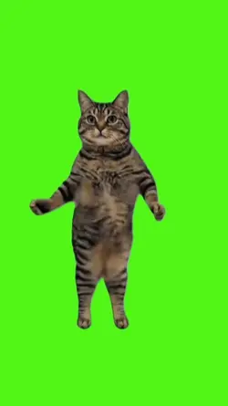 gato bailando