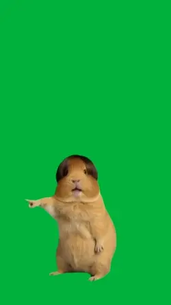 Cobaya bailando 