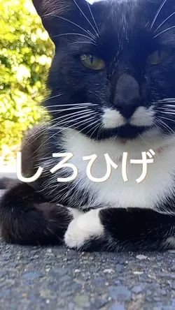 しろひげ
