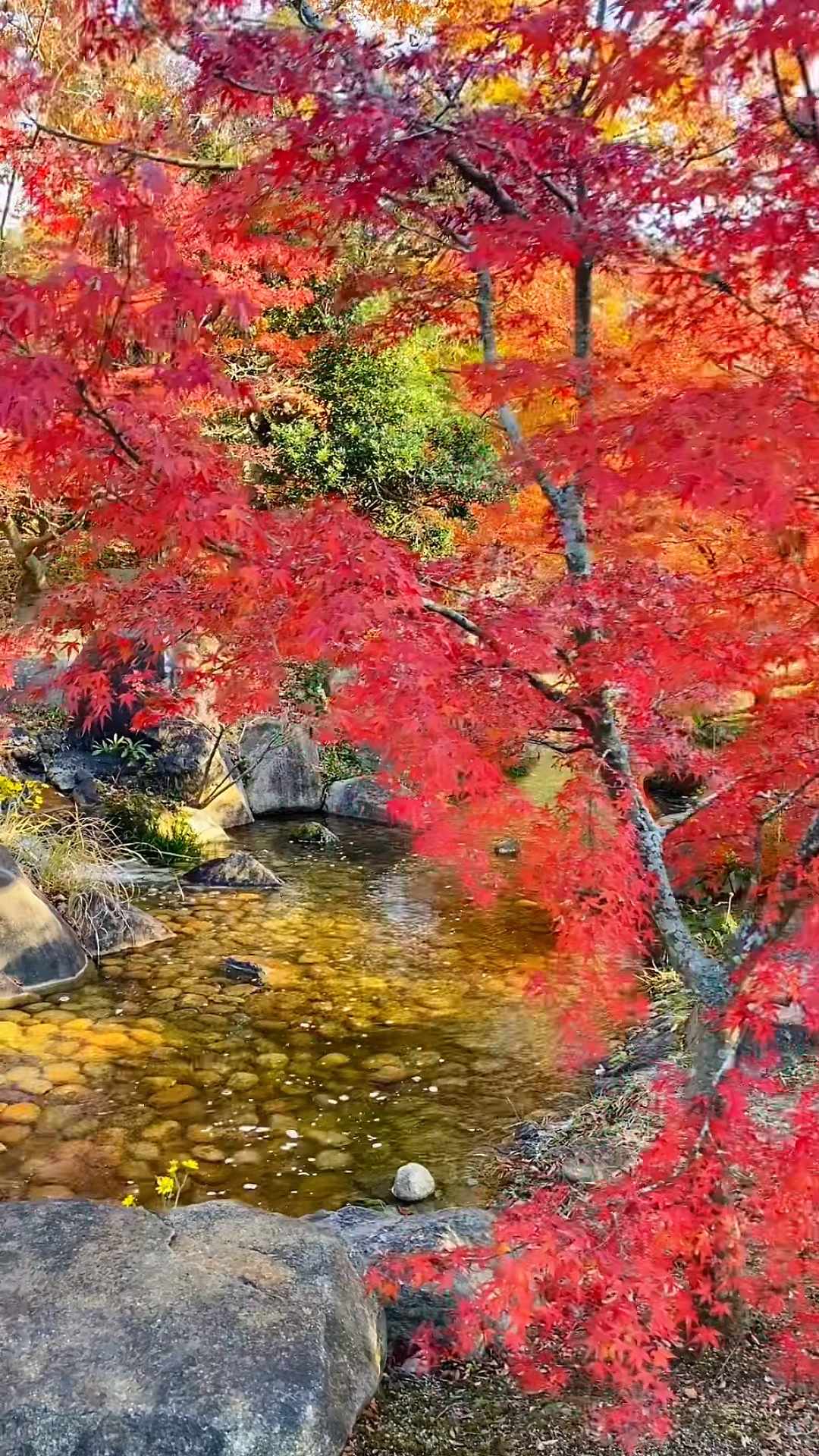 💛🧡❤️