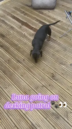 Decking Patrol!🐶