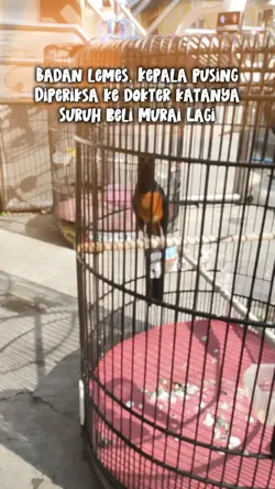 Manuk48-Omkumiskicau