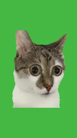 Big eyes cat meme