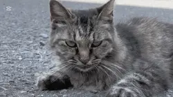 🎶 強ばった唇も