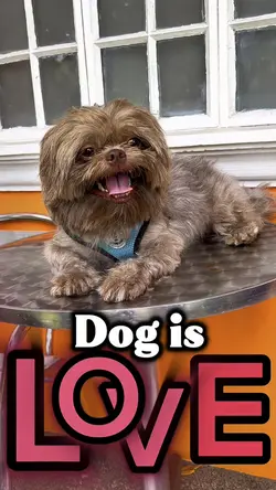 Dog is love