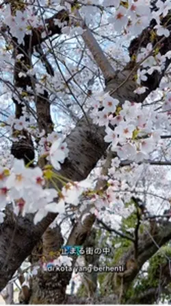 sakura template