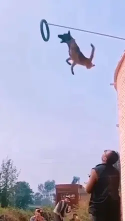 Belgian Malinois