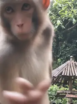 monkey dance