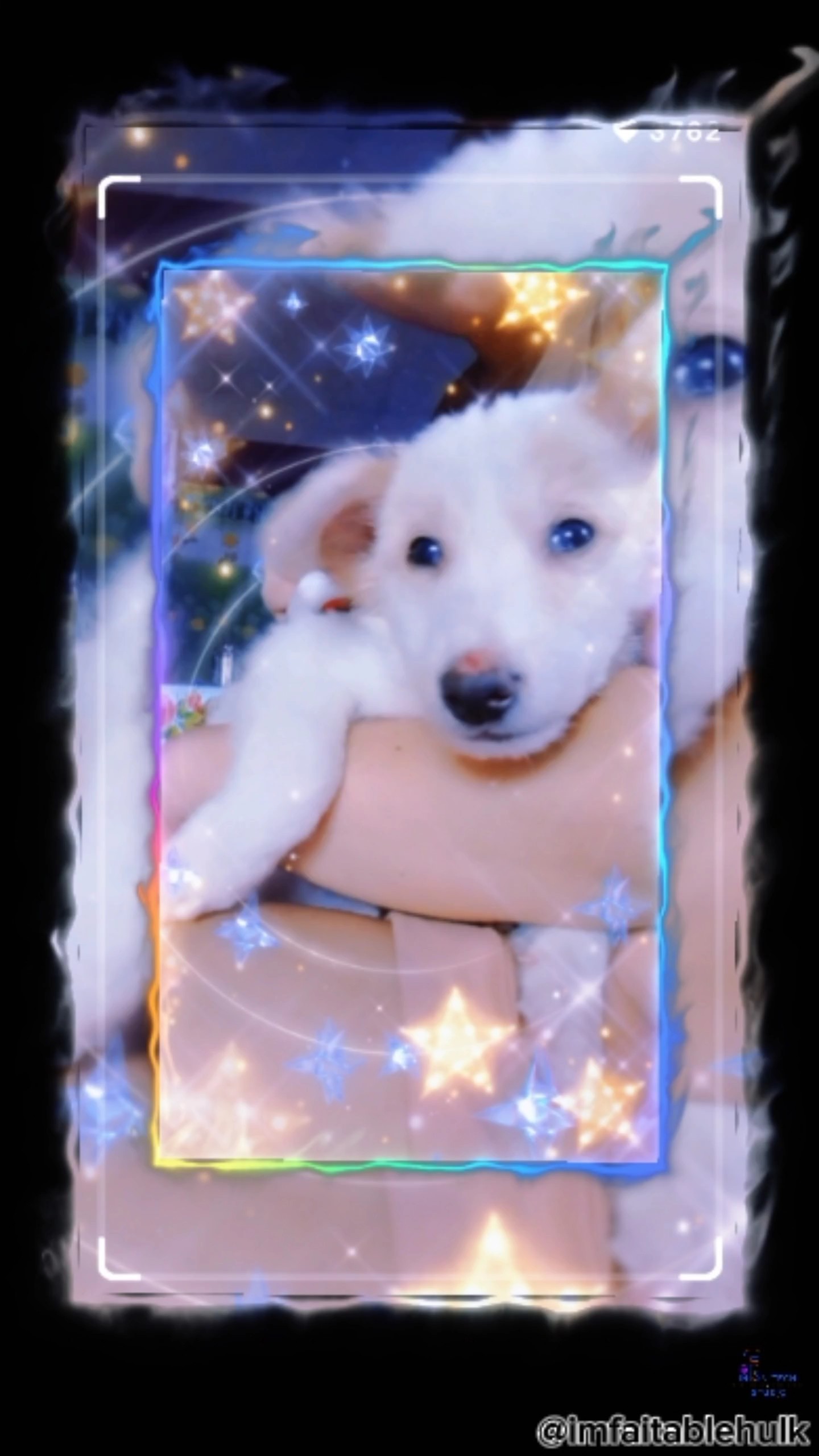 Chiot endormi 