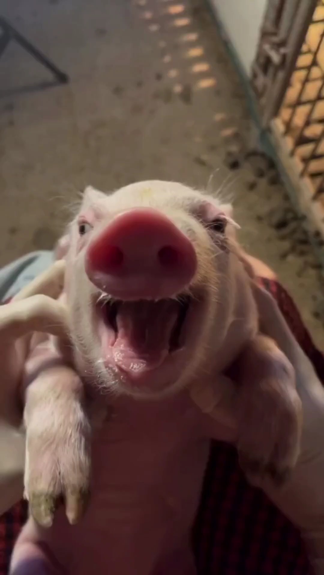 Funny pig meme