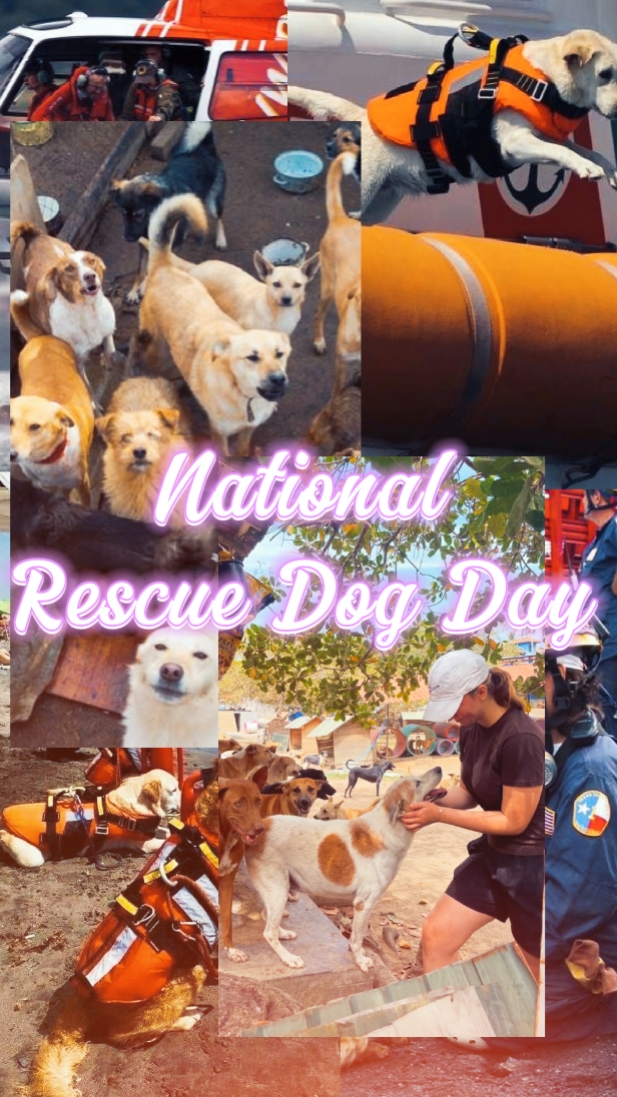 Rescue Dog Day 